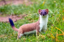 Những "mưu lược gia" động vật xuất sắc nhất