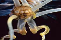 Những loài không nên khám phá trên Trái đất