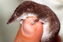 Điểm mặt động vật tí hon nhất thế giới