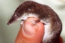 Điểm mặt động vật tí hon nhất thế giới