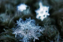 Ngỡ ngàng ngắm hoa tuyết đẹp siêu thực