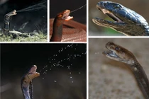 Vũ khí bí mật sau những tuyệt chiêu của động vật