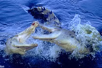 Cận cảnh cú đớp chết chóc của cá sấu khủng (3)