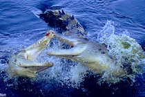 Cận cảnh cú đớp chết chóc của cá sấu khủng (3)