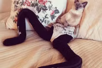 Kinh ngạc xem mèo có đôi chân ... “người mẫu“