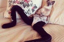 Kinh ngạc xem mèo có đôi chân ... “người mẫu“