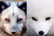 Những động vật đổi màu lông “ma thuật” 