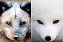 Những động vật đổi màu lông “ma thuật” 