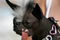 Cận cảnh chú chó xấu “ma chê, quỷ hờn” 