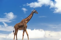 Những động vật hầu như không ngủ