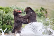 Gấu "choảng" nhau tơi bời để tranh mồi 