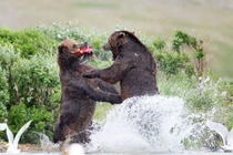 Gấu "choảng" nhau tơi bời để tranh mồi 