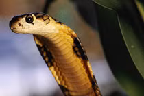 Động vật "tử thần" sợ gì?