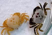 Những động vật có khuôn mặt "cười chảy nước mắt"