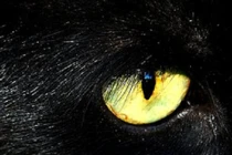 Những sát thủ máu lạnh trong đêm ít người ngờ tới