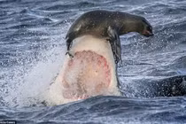 Đối mặt cá mập, hải cẩu thoát chết trong gang tấc