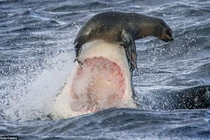 Đối mặt cá mập, hải cẩu thoát chết trong gang tấc