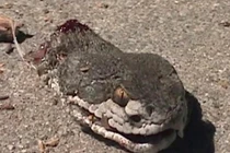 Những quái thú mất đầu vẫn “sống nhăn răng”