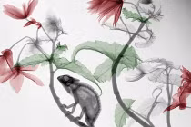 Kỳ thú ảnh động vật chụp bằng tia X-quang 