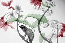 Kỳ thú ảnh động vật chụp bằng tia X-quang 