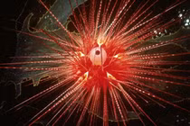 Điểm mặt những loài vật sống lâu nhất hành tinh 