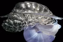 Kinh ngạc với khả năng siêu phàm của ốc sên