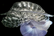 Kinh ngạc với khả năng siêu phàm của ốc sên