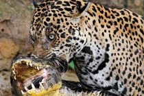 Những trận chiến đẫm máu của động vật (19)