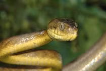 Loài rắn khiến cả nước Mỹ "điên đảo"