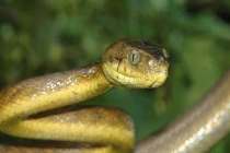 Loài rắn khiến cả nước Mỹ "điên đảo"