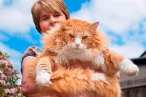 Khi thú cưng trở thành... khổng lồ