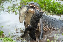 Kinh hoàng cá sấu khủng cắn đứt đôi đồng loại