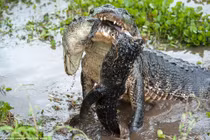 Kinh hoàng cá sấu khủng cắn đứt đôi đồng loại