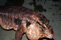 Cận cảnh thằn lằn khổng lồ, có thể ăn thịt người