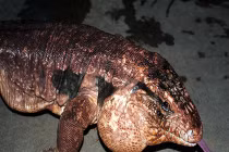 Cận cảnh thằn lằn khổng lồ, có thể ăn thịt người