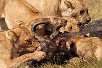 Những trận chiến đẫm máu của động vật (7)