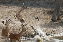 Linh dương tẩu thoát ngoạn mục trước hàm cá sấu