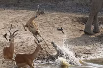 Linh dương tẩu thoát ngoạn mục trước hàm cá sấu