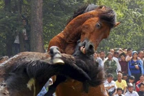 Những trận chiến đẫm máu của động vật (12) 