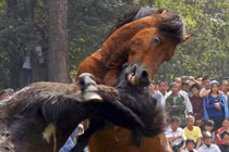 Những trận chiến đẫm máu của động vật (12) 