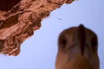 Đại bàng là “siêu trộm”