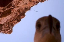 Đại bàng là “siêu trộm”