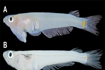 Cá bụng đầu Cửu Long lọt top tiến hóa dị nhất 