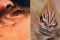 Hãi hùng với những loài động vật đẻ con bằng miệng