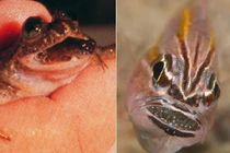 Hãi hùng với những loài động vật đẻ con bằng miệng