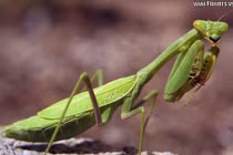 Rợn người với những vụ động vật “tự tử“