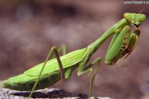 Rợn người với những vụ động vật “tự tử“