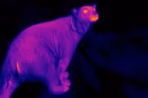 Muôn cách giữ ấm quái chiêu của động vật