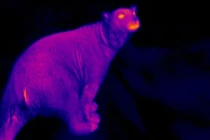 Muôn cách giữ ấm quái chiêu của động vật