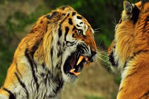 Những trận chiến đẫm máu của động vật (17)